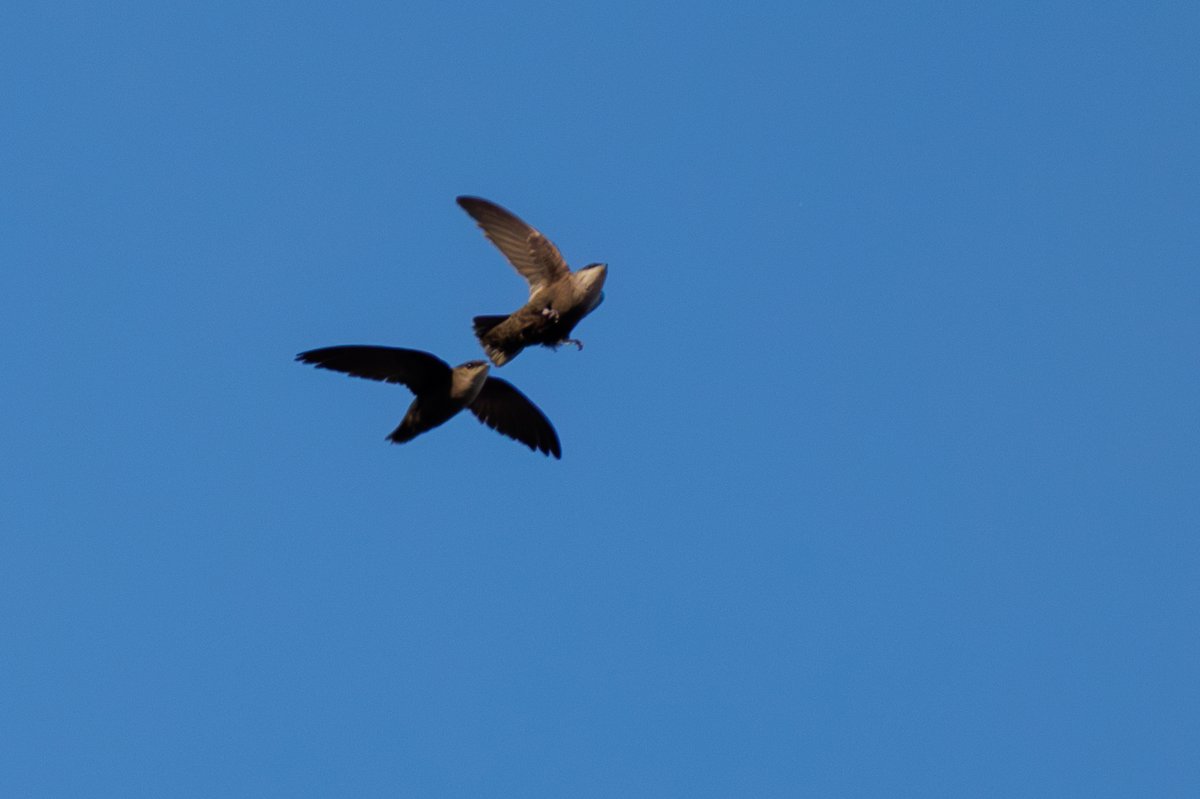 Chimney Swift