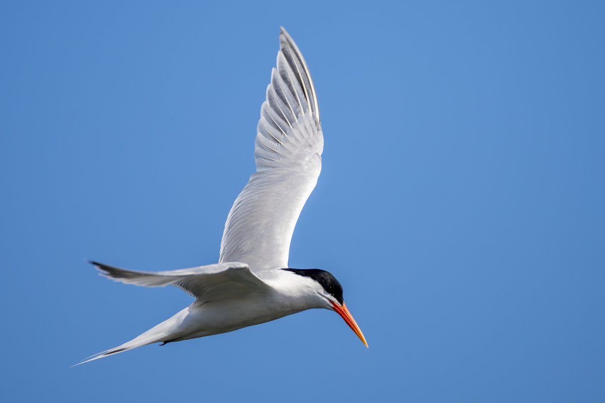 Elegant Tern