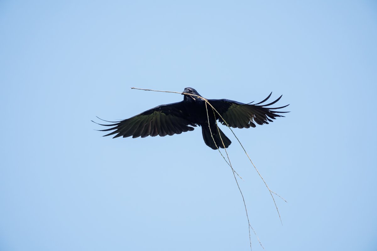 American Crow