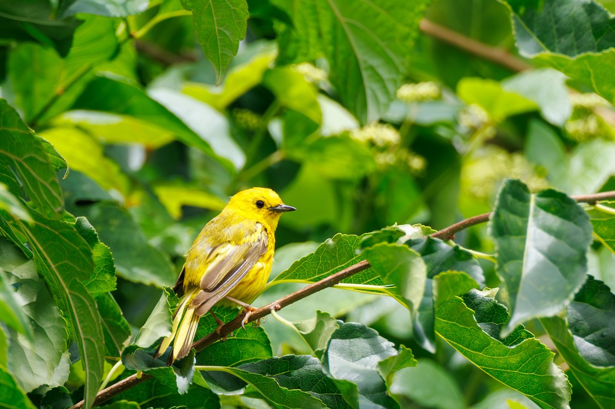 Northern Yellow Warbler