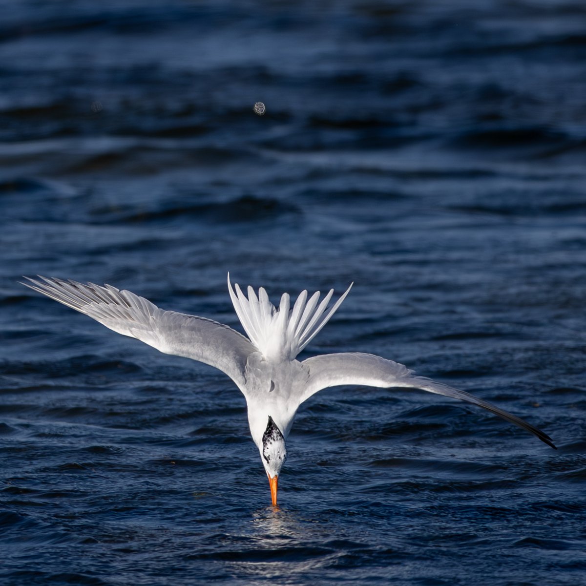 Elegant Tern
