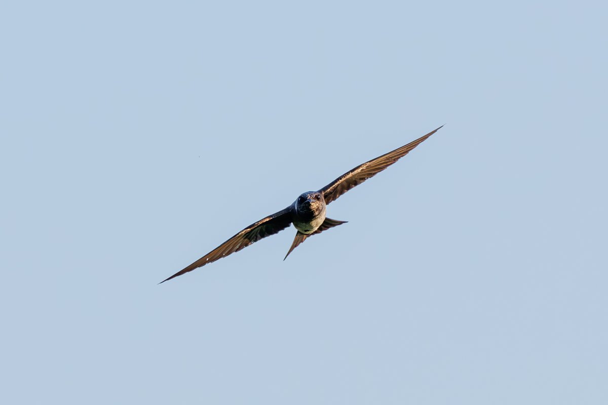 Purple Martin