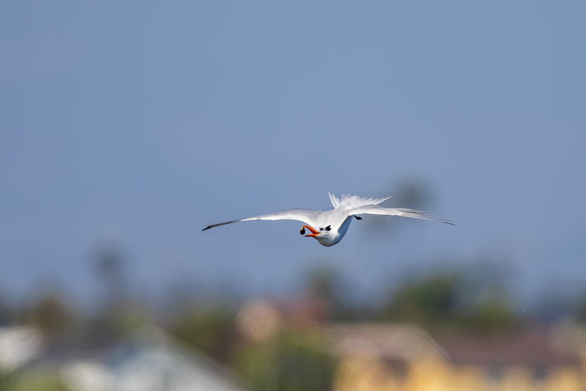 Elegant Tern