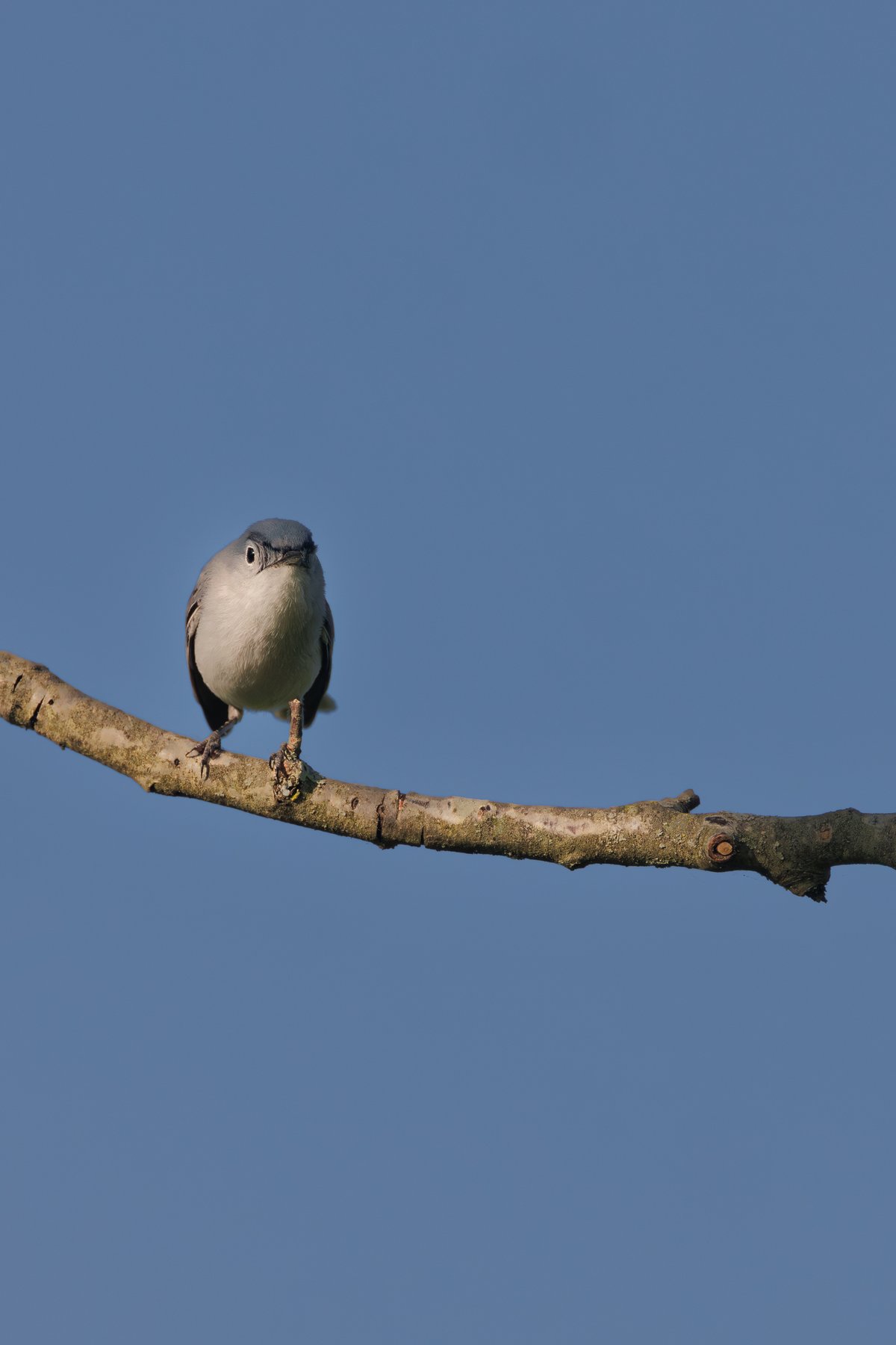 Blue-gray Gnatcatcher