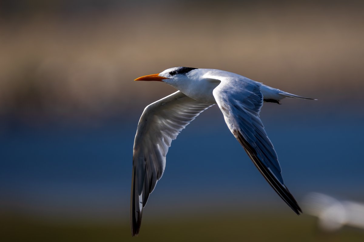 Elegant Tern