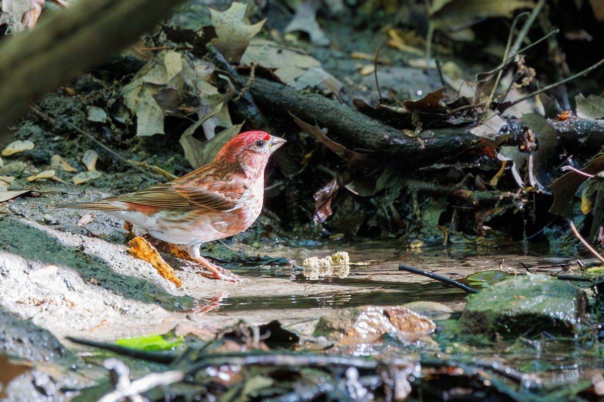 Purple Finch