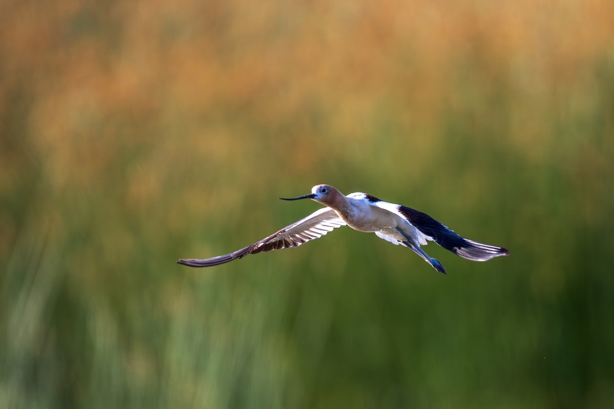 American Avocet