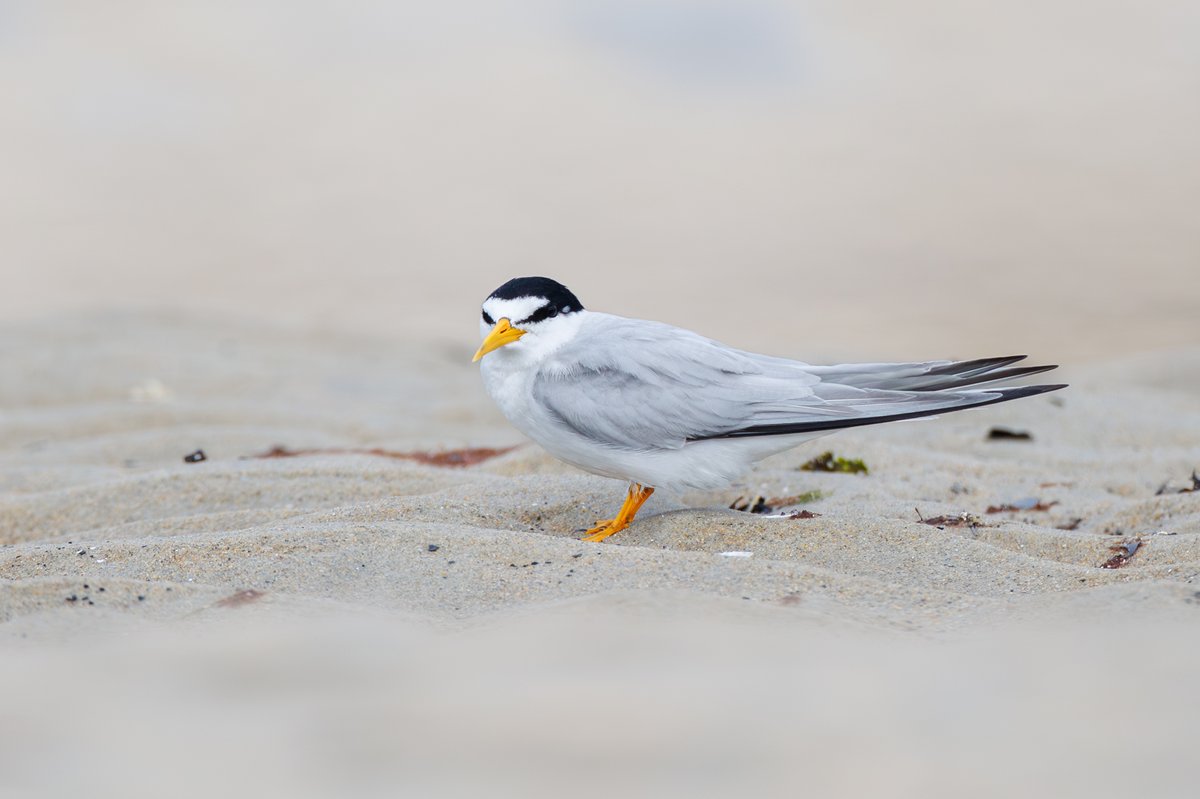 Least Tern