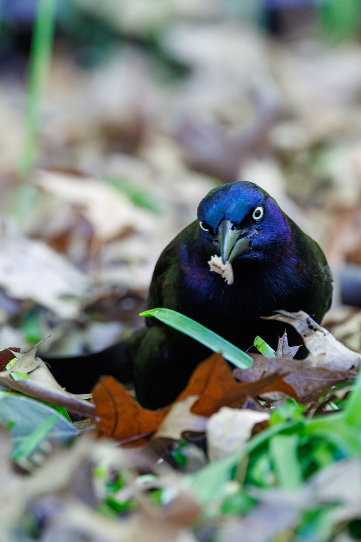 Common Grackle