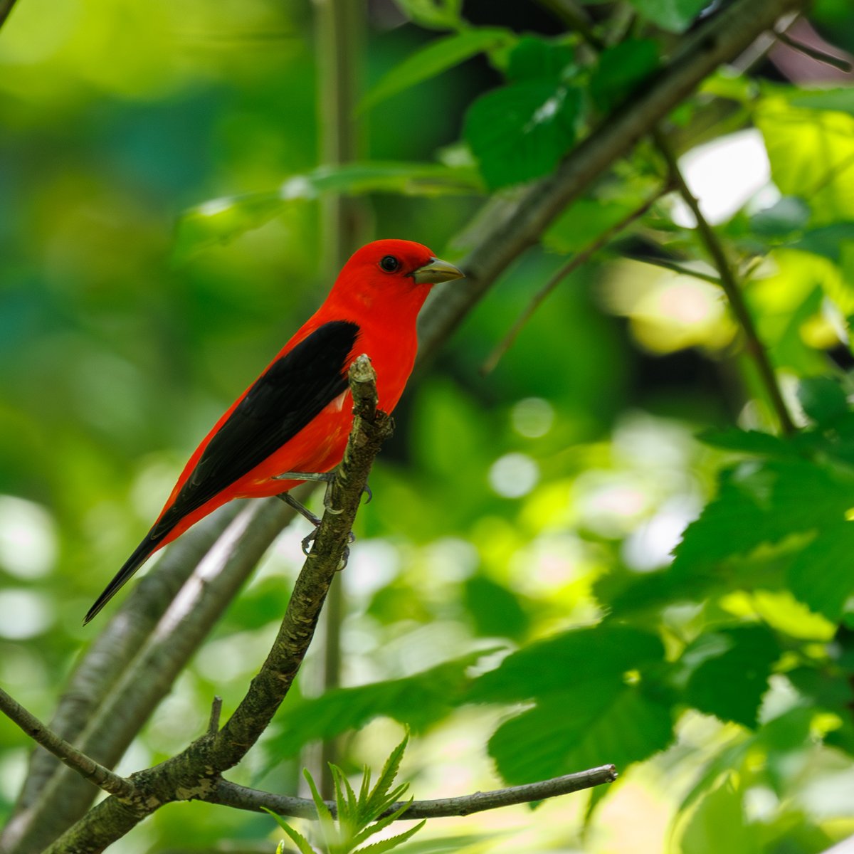 Scarlet Tanager