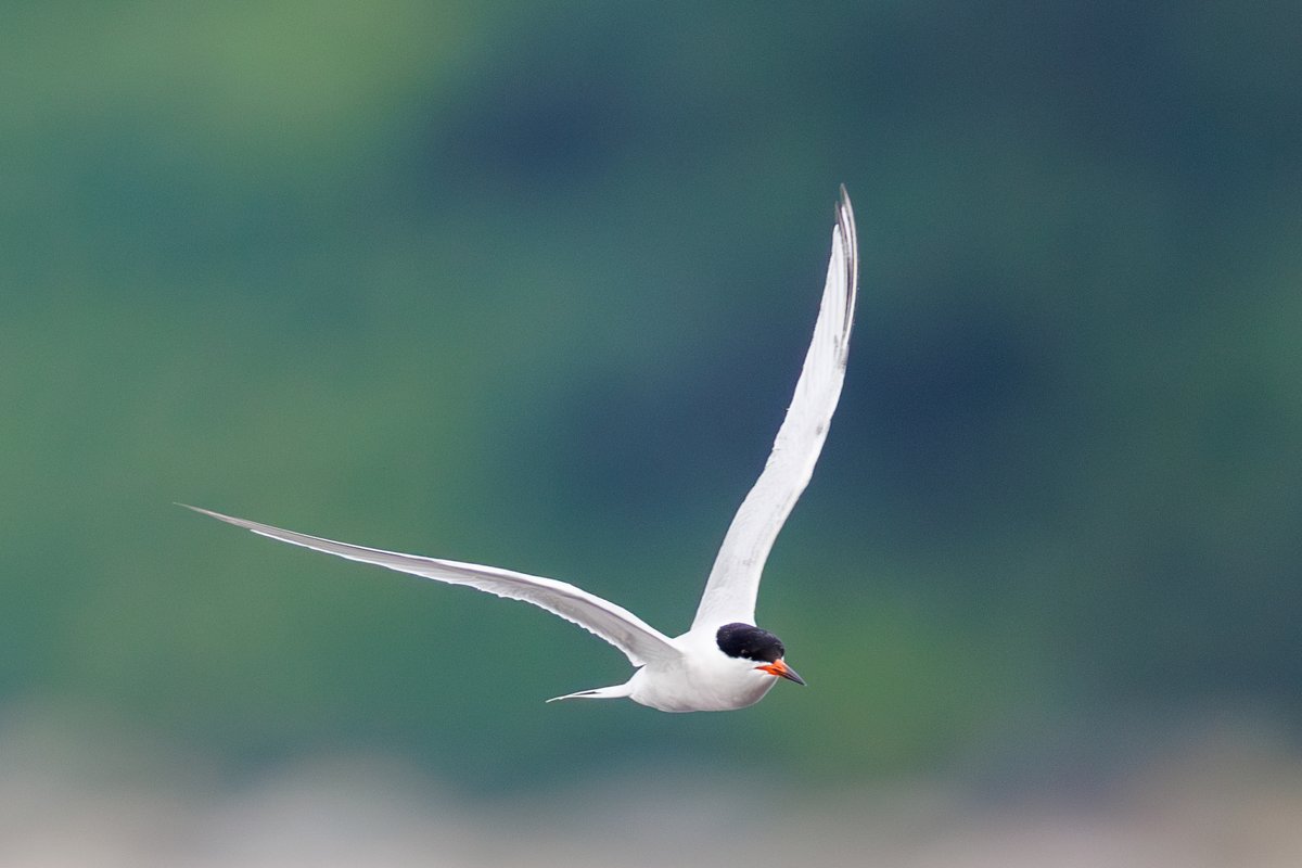 Common Tern