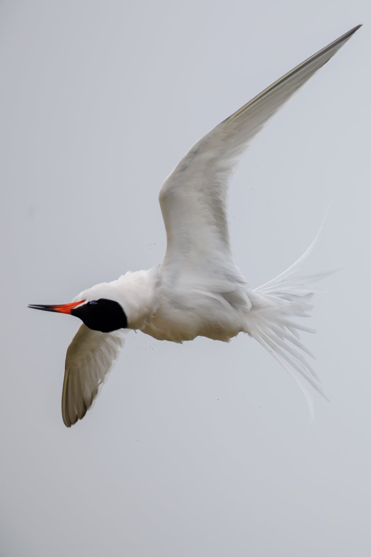 Common Tern
