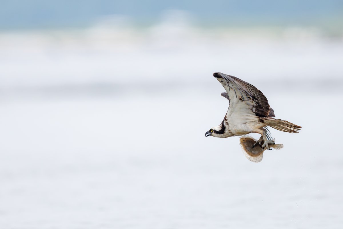 Osprey