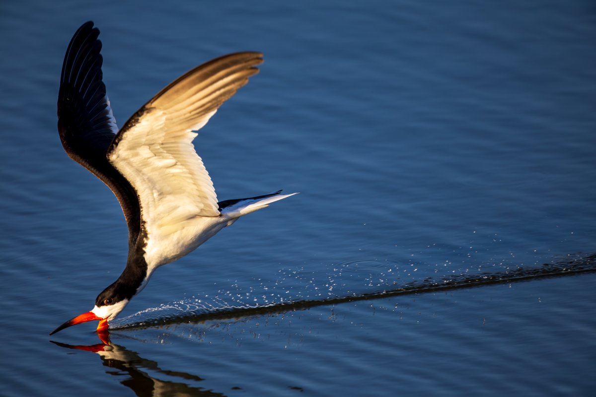 Black Skimmer