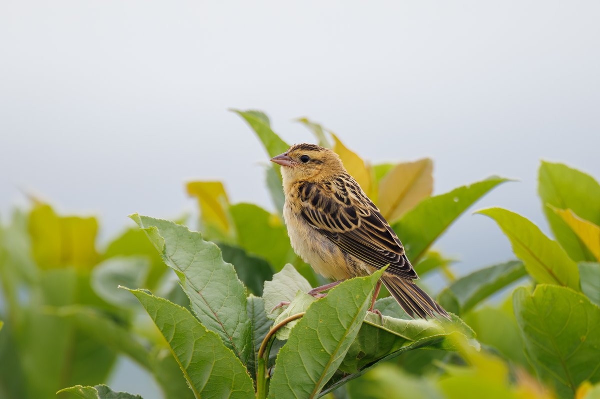 Bobolink