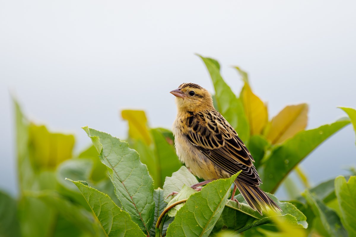 Bobolink