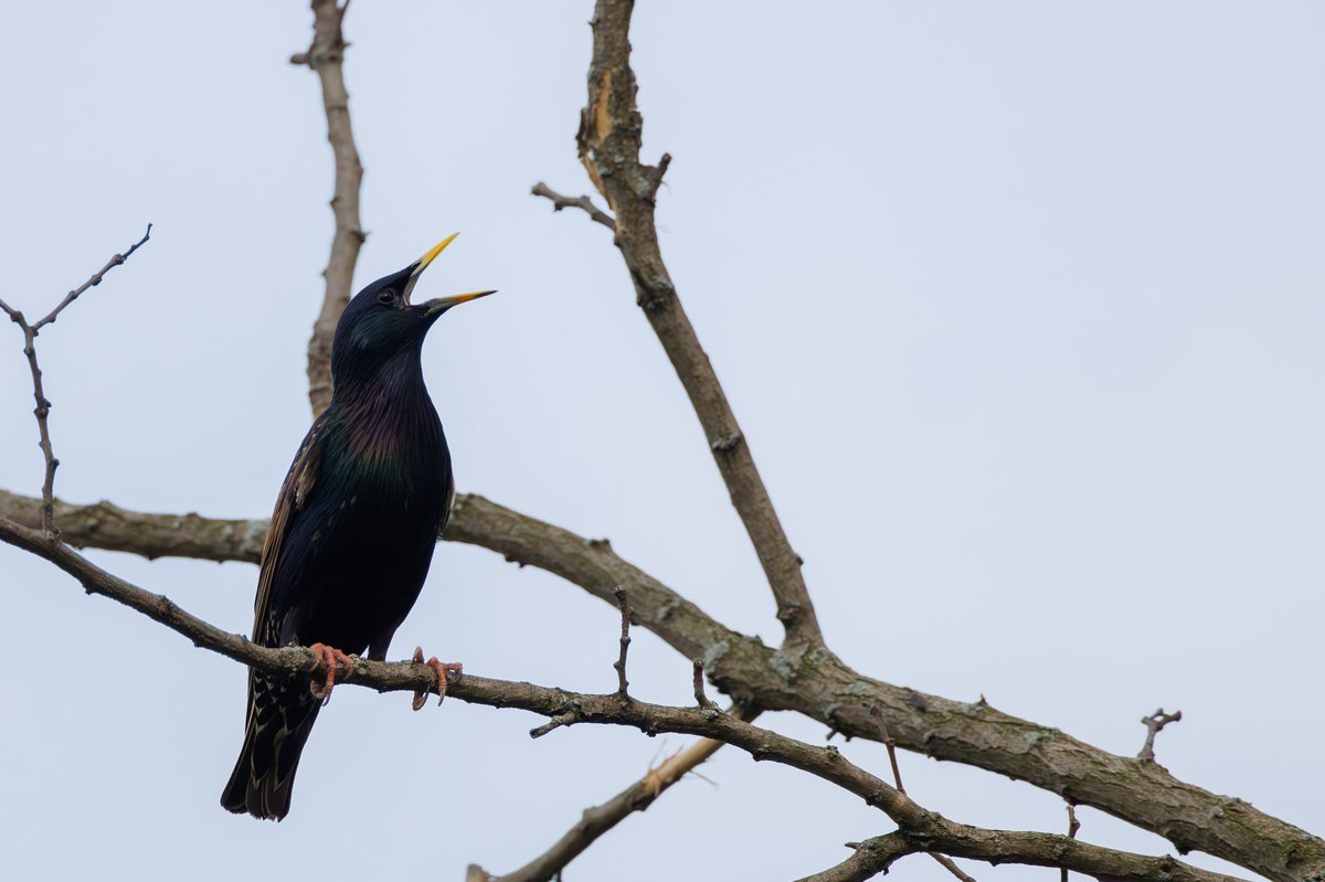 European Starling