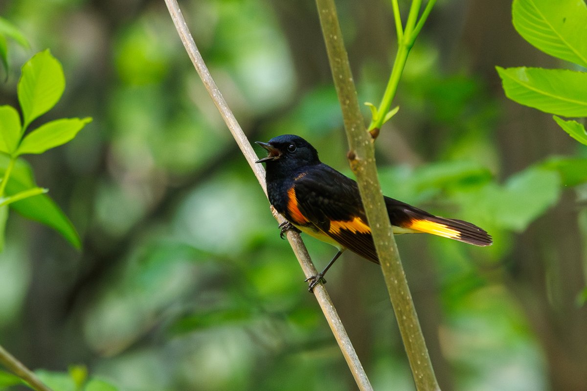 American Redstart