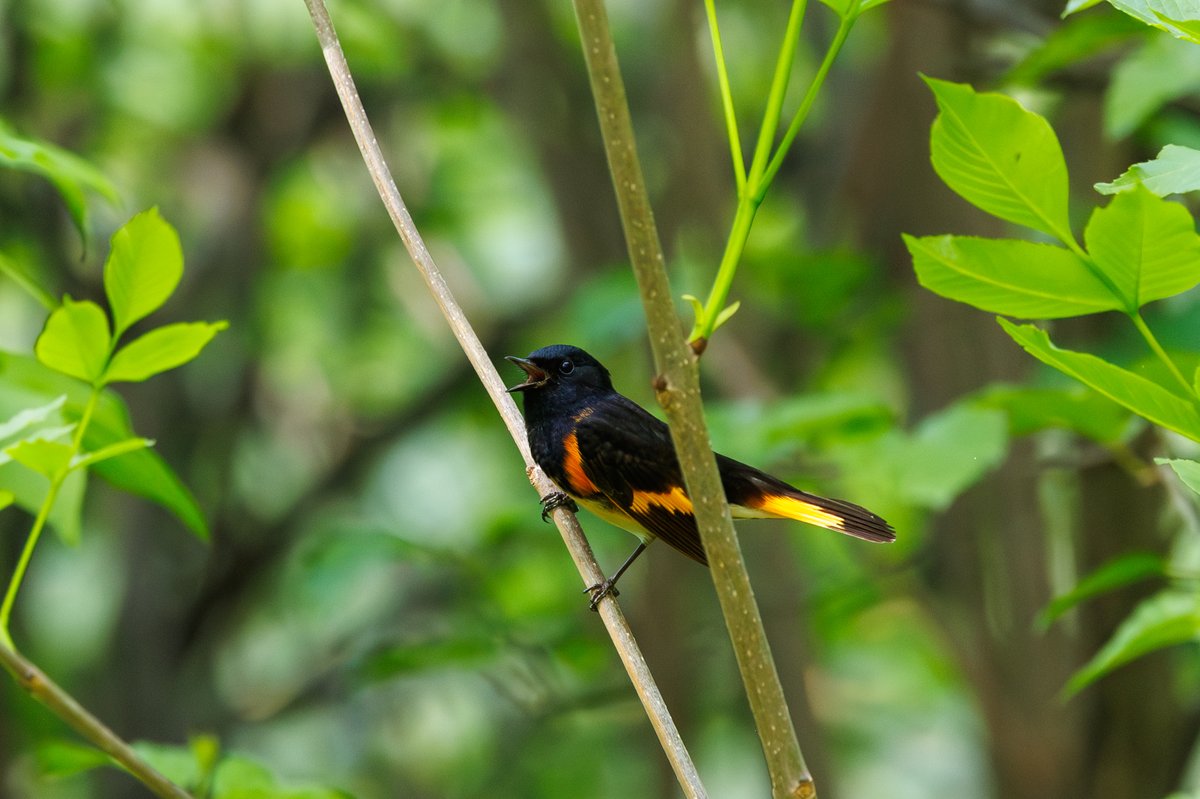 American Redstart