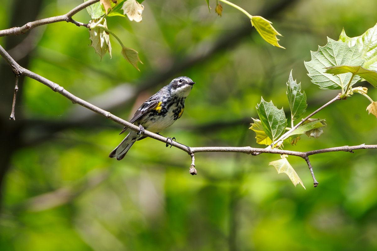 Yellow-rumped Warbler
