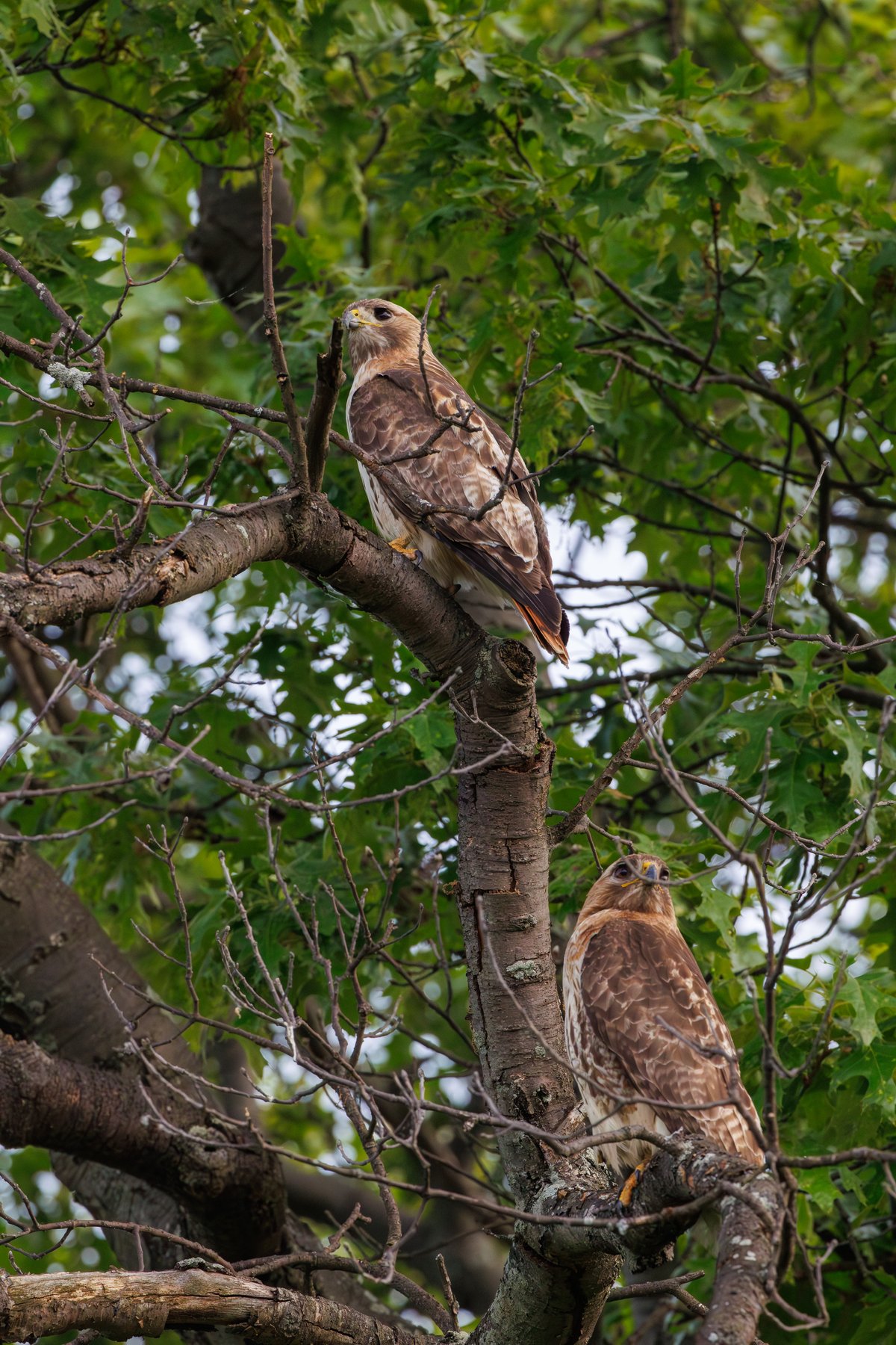 Red-tailed Hawk