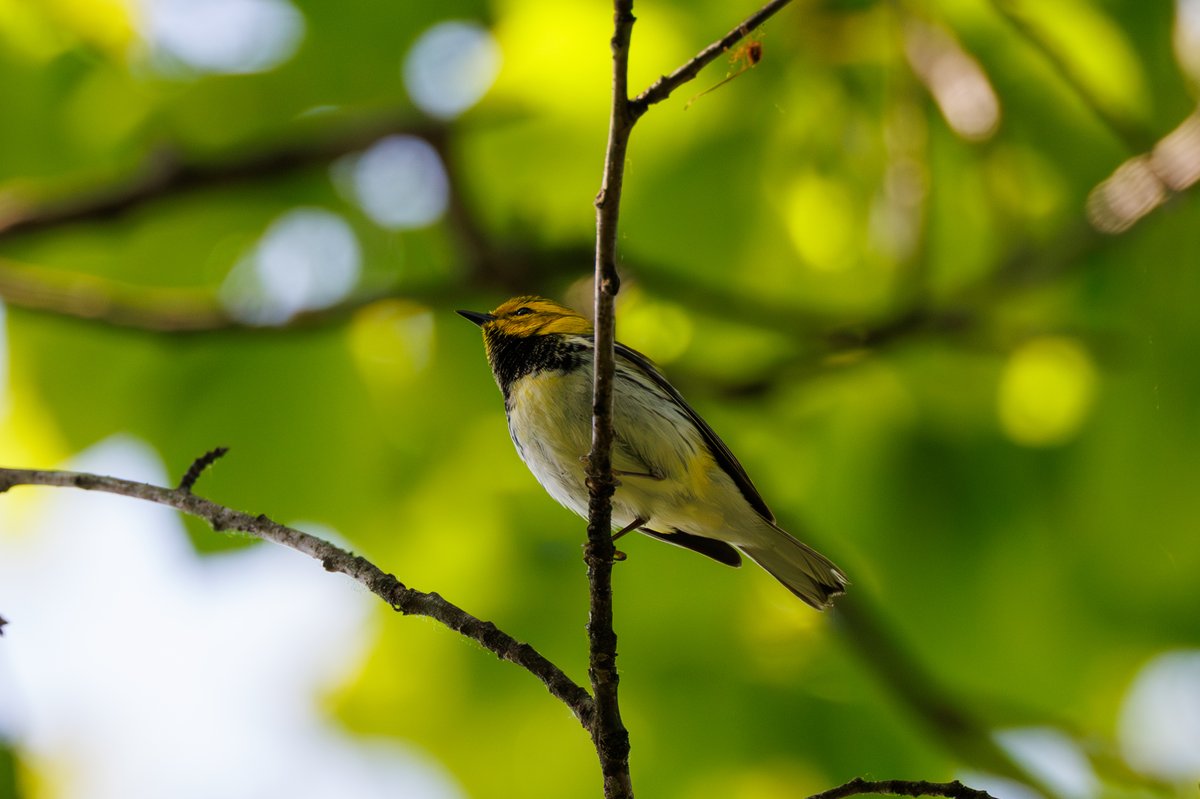 Black-throated Green Warbler