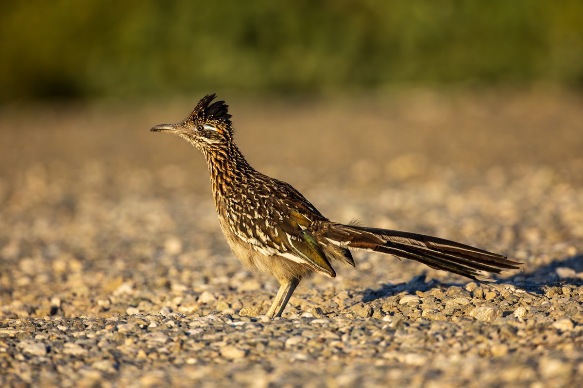 Greater Roadrunner