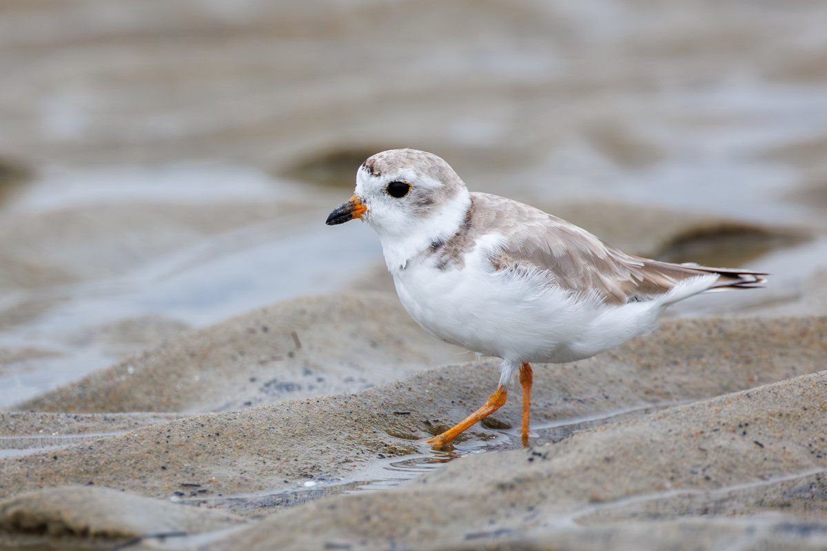 Piping Plover