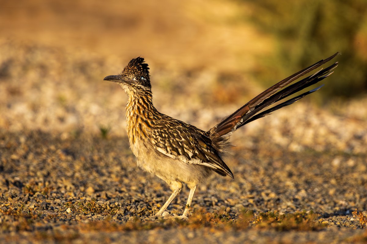 Greater Roadrunner