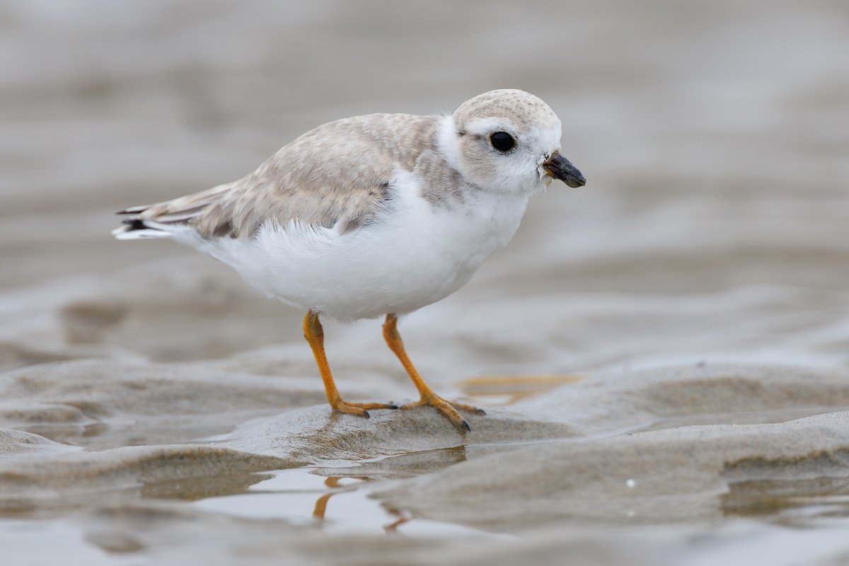 Piping Plover