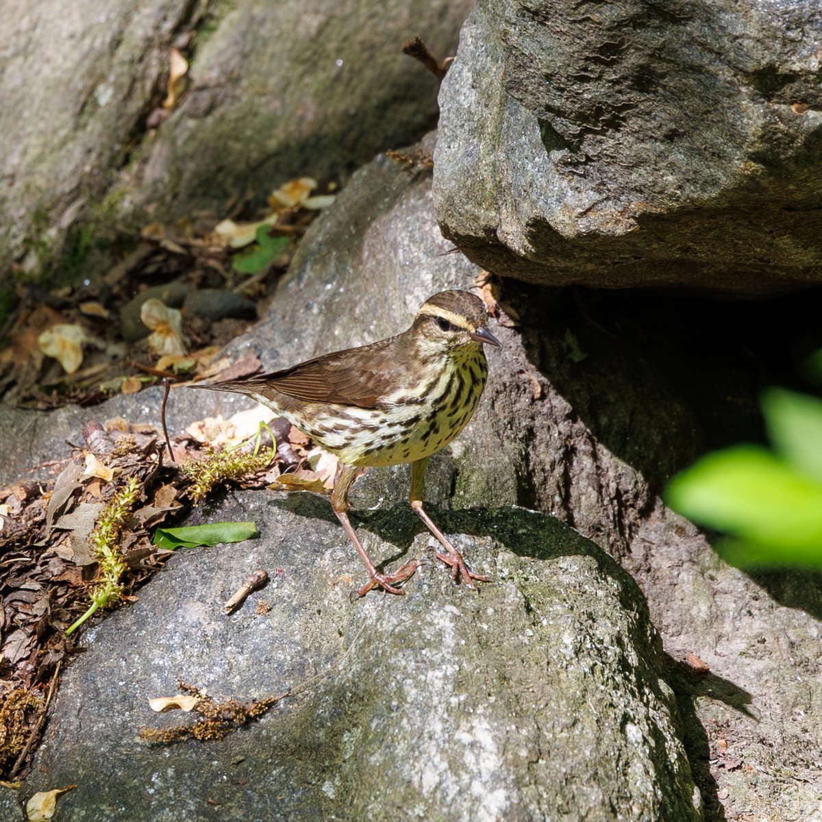 Louisiana Waterthrush
