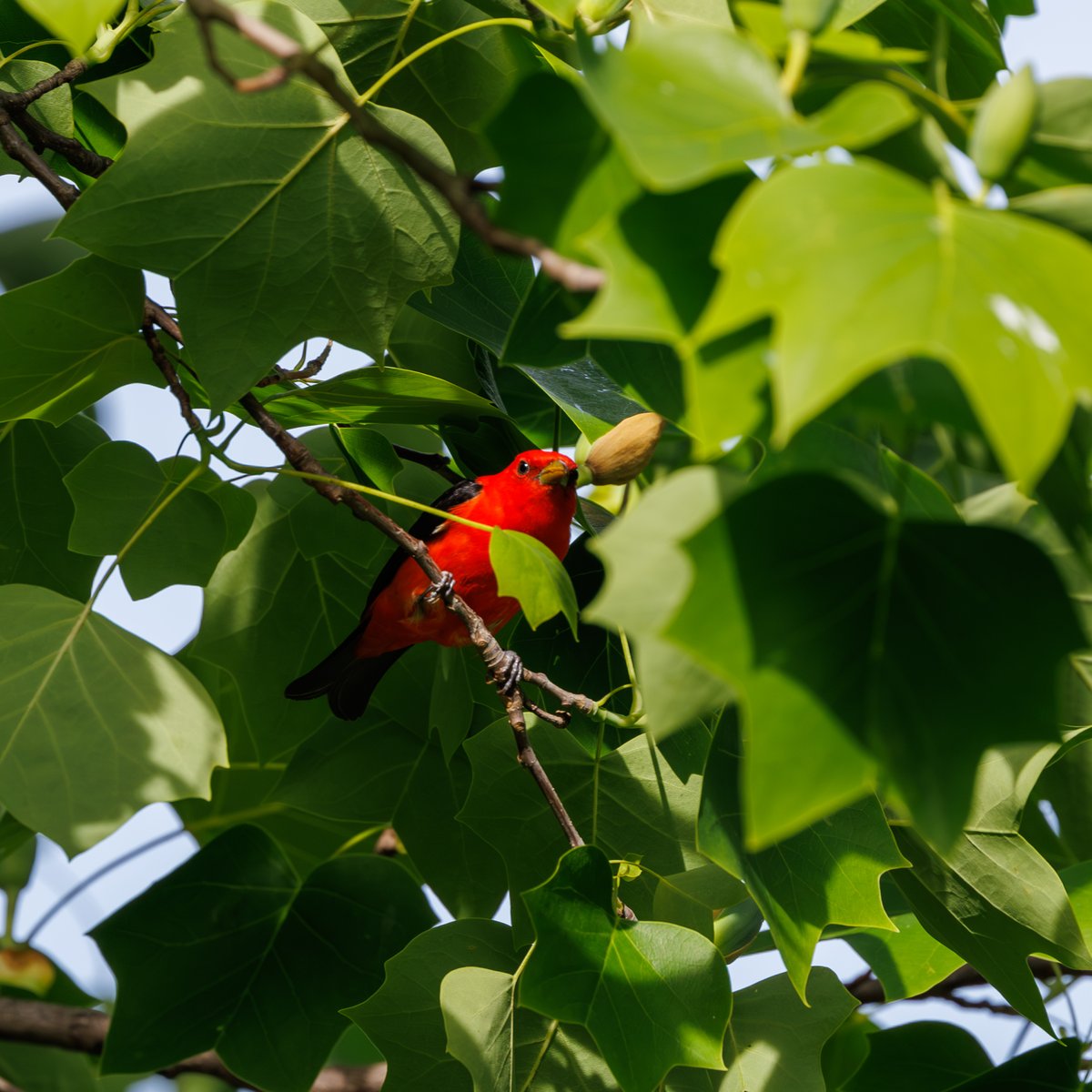 Scarlet Tanager