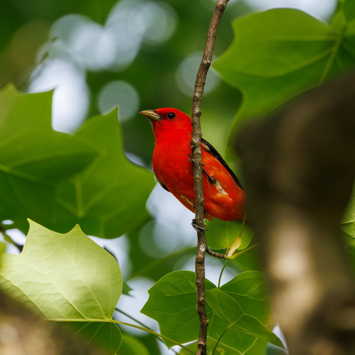 Scarlet Tanager
