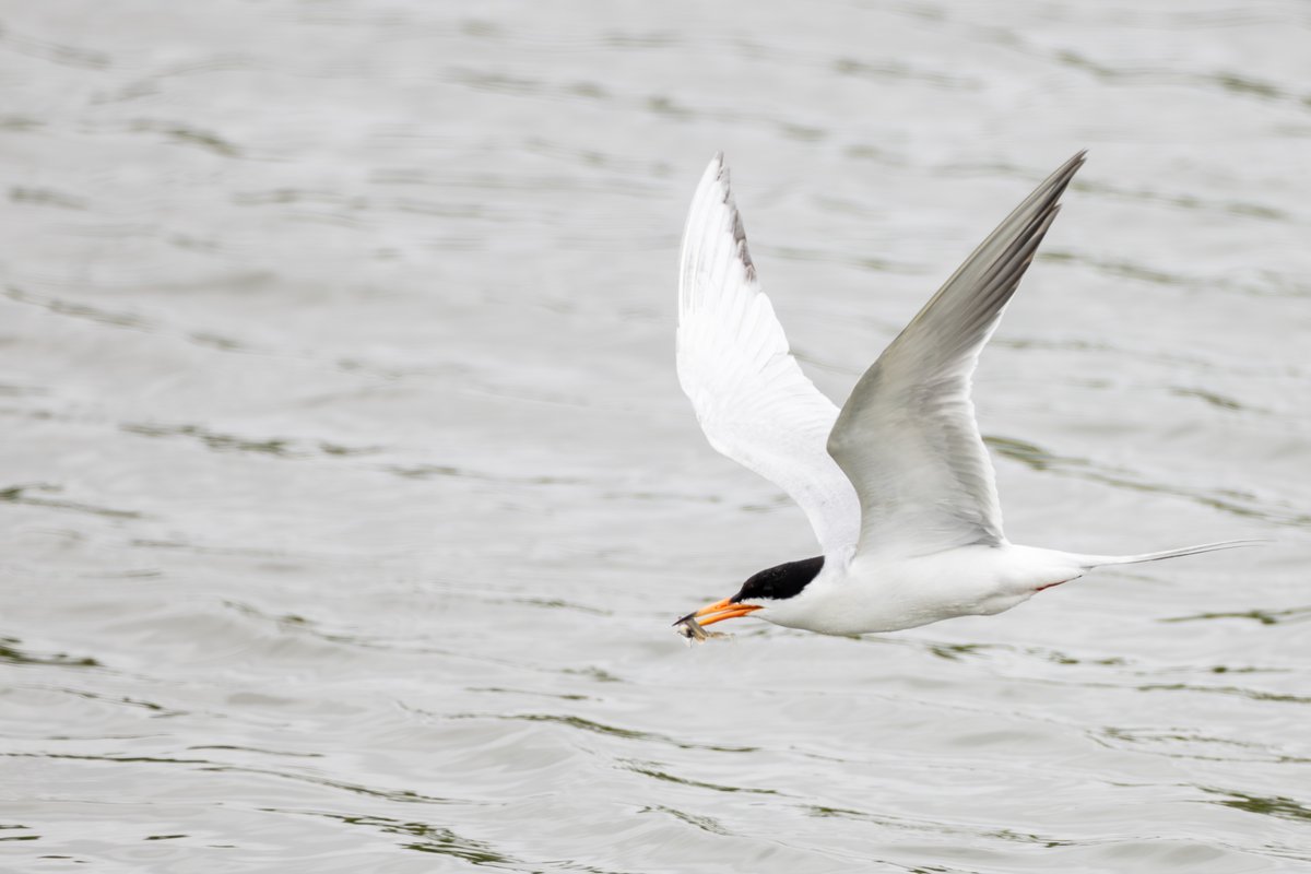 Common Tern