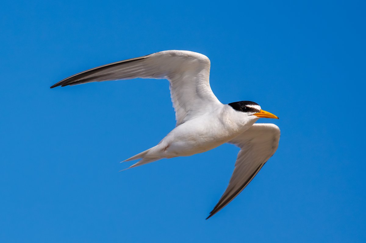 Least Tern