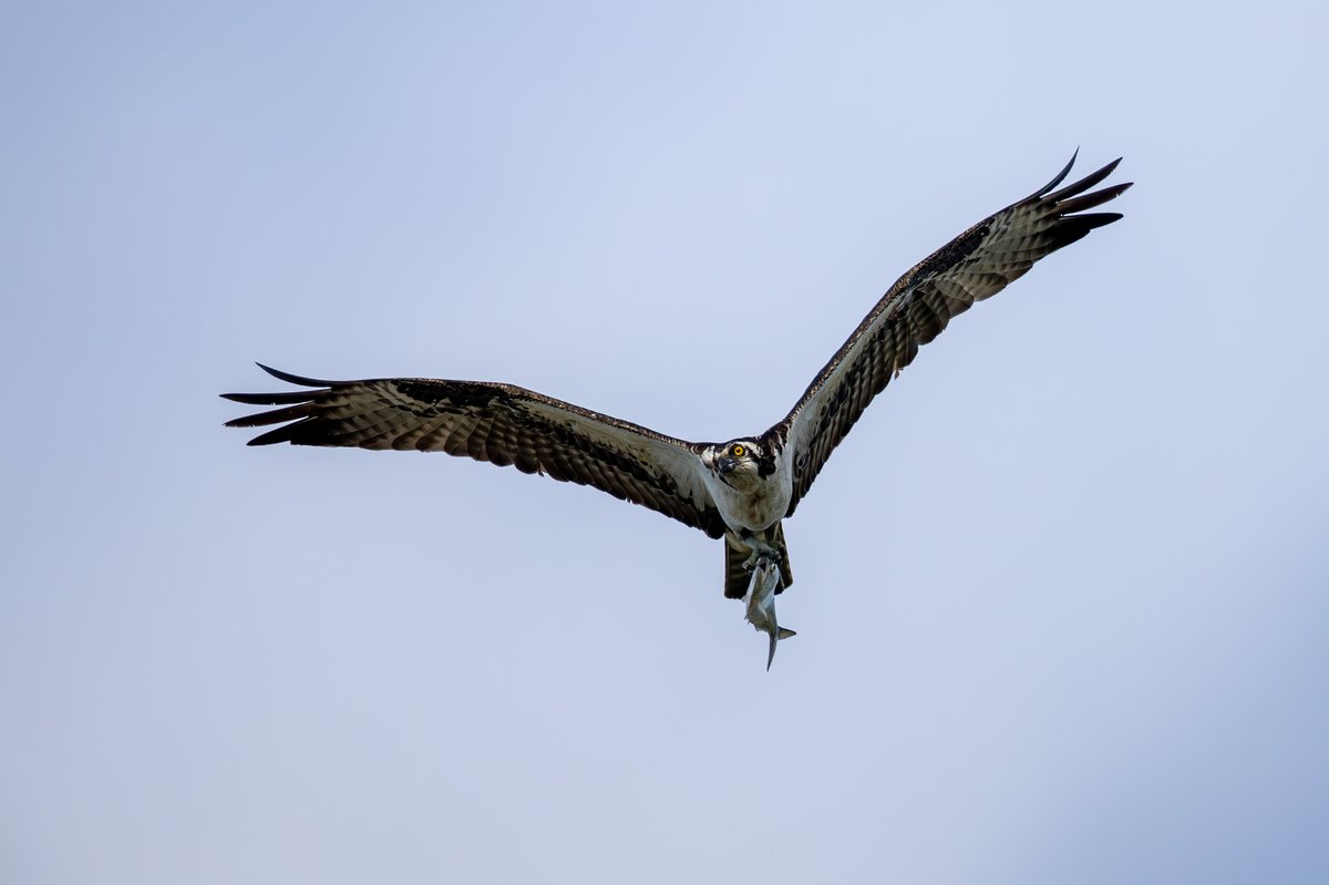 Osprey