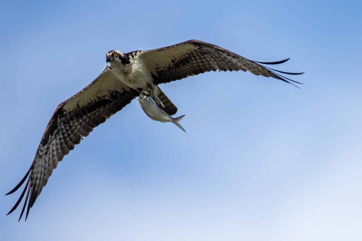 Osprey
