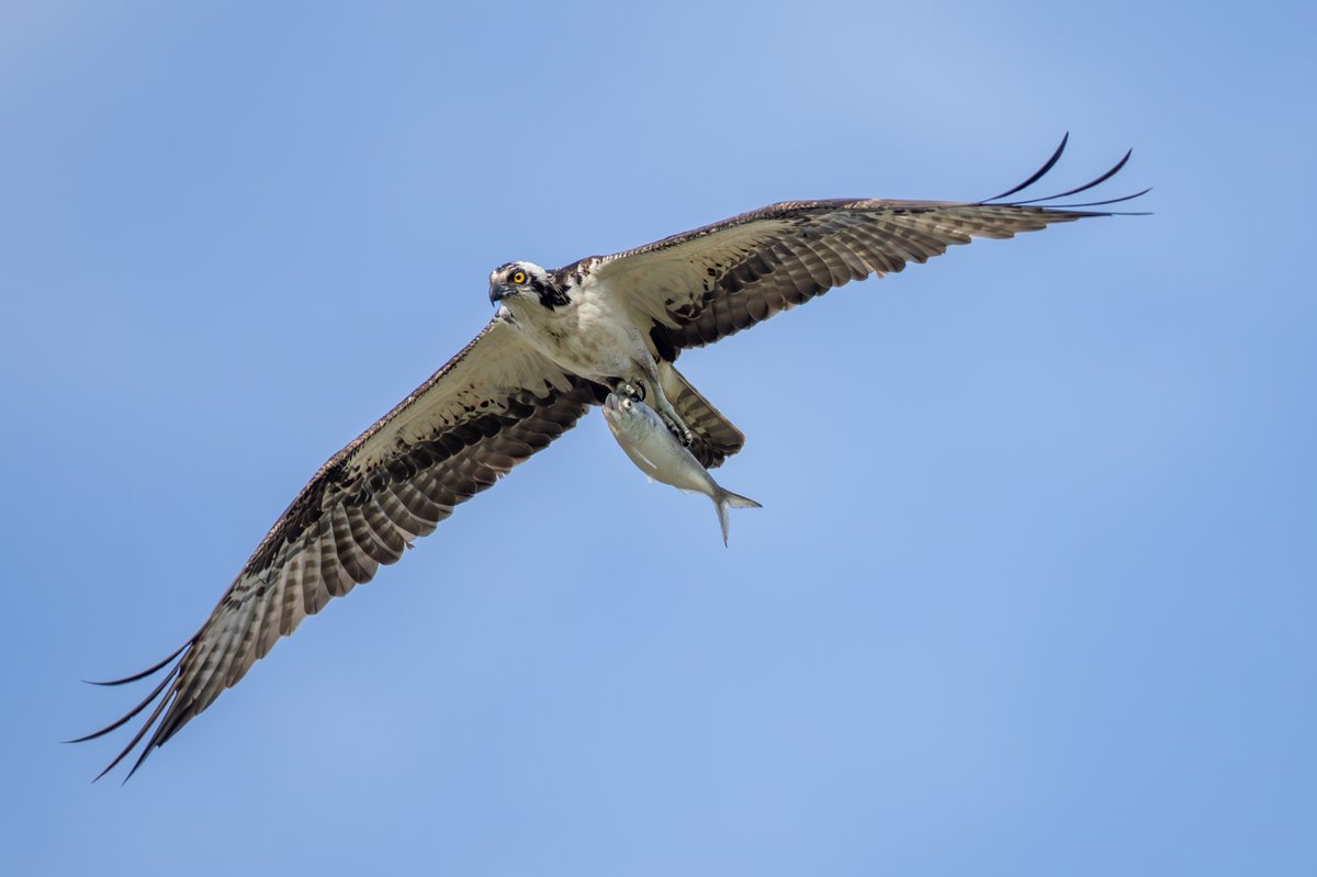 Osprey
