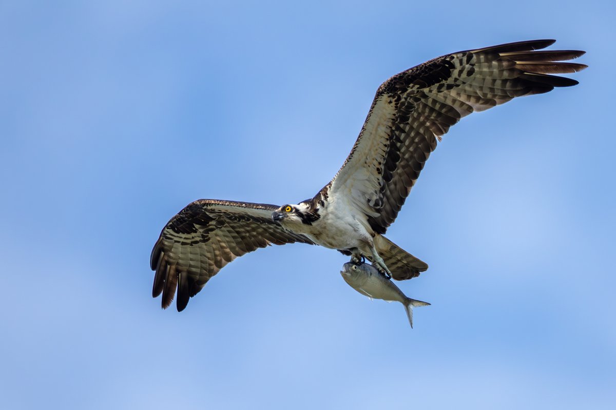 Osprey