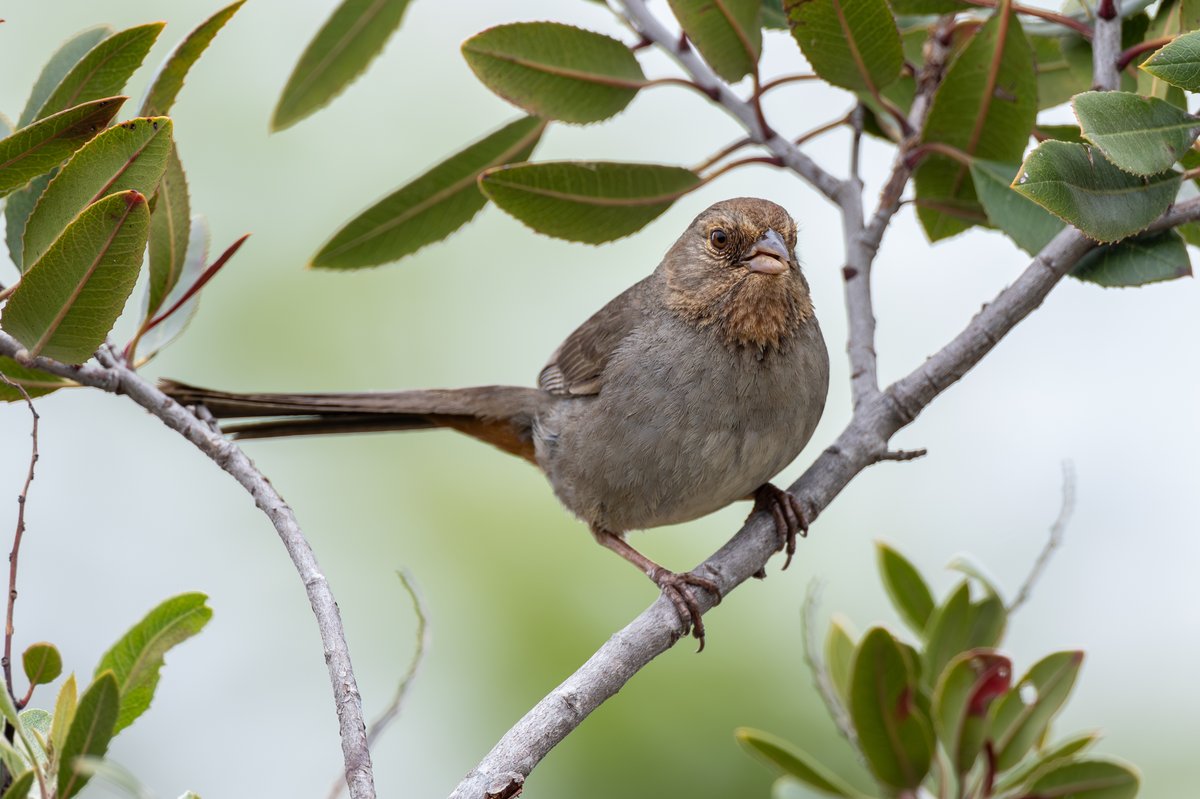 California Towhee