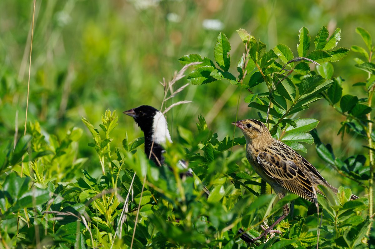 Bobolink