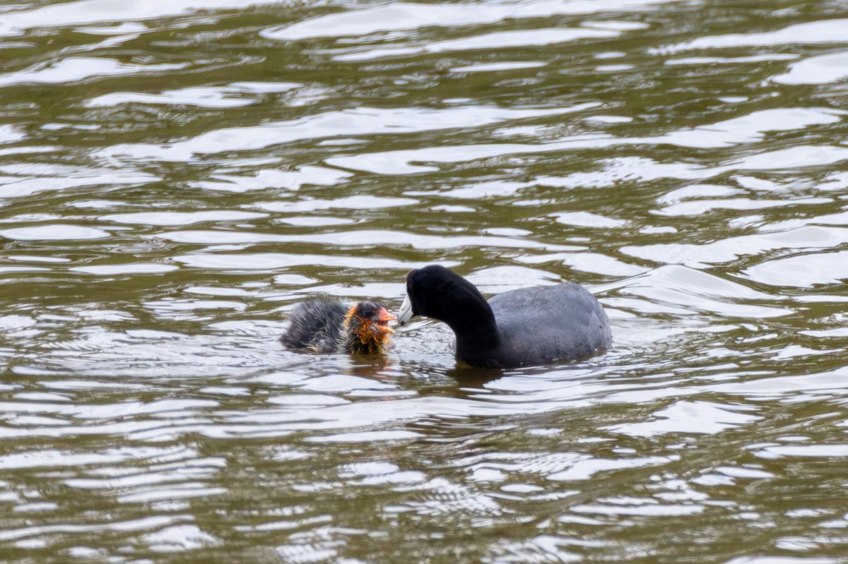 American Coot