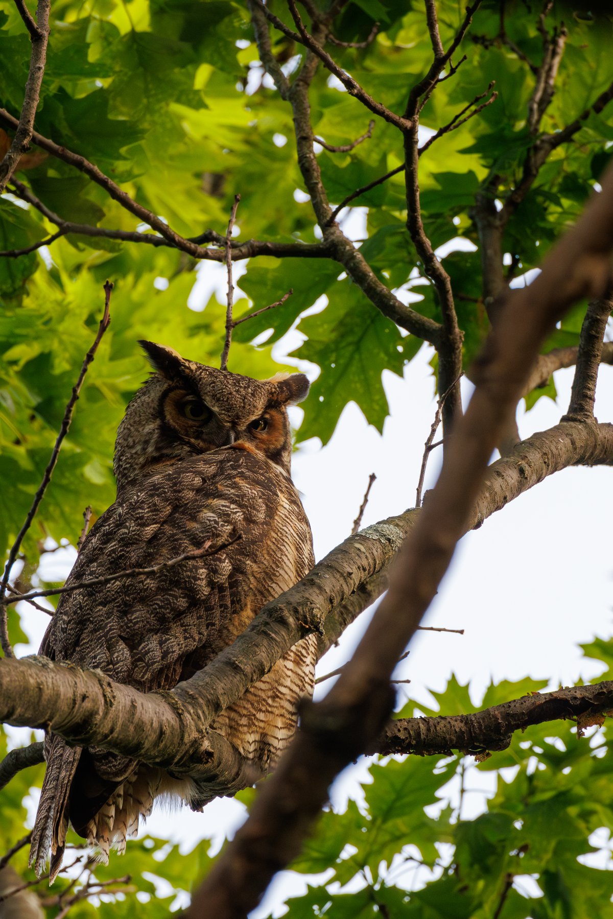 Great Horned Owl