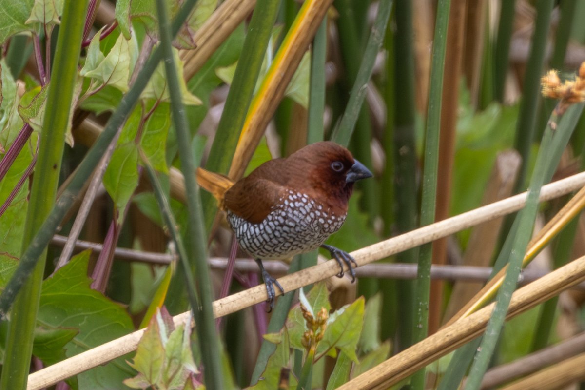Scaly-breasted Munia