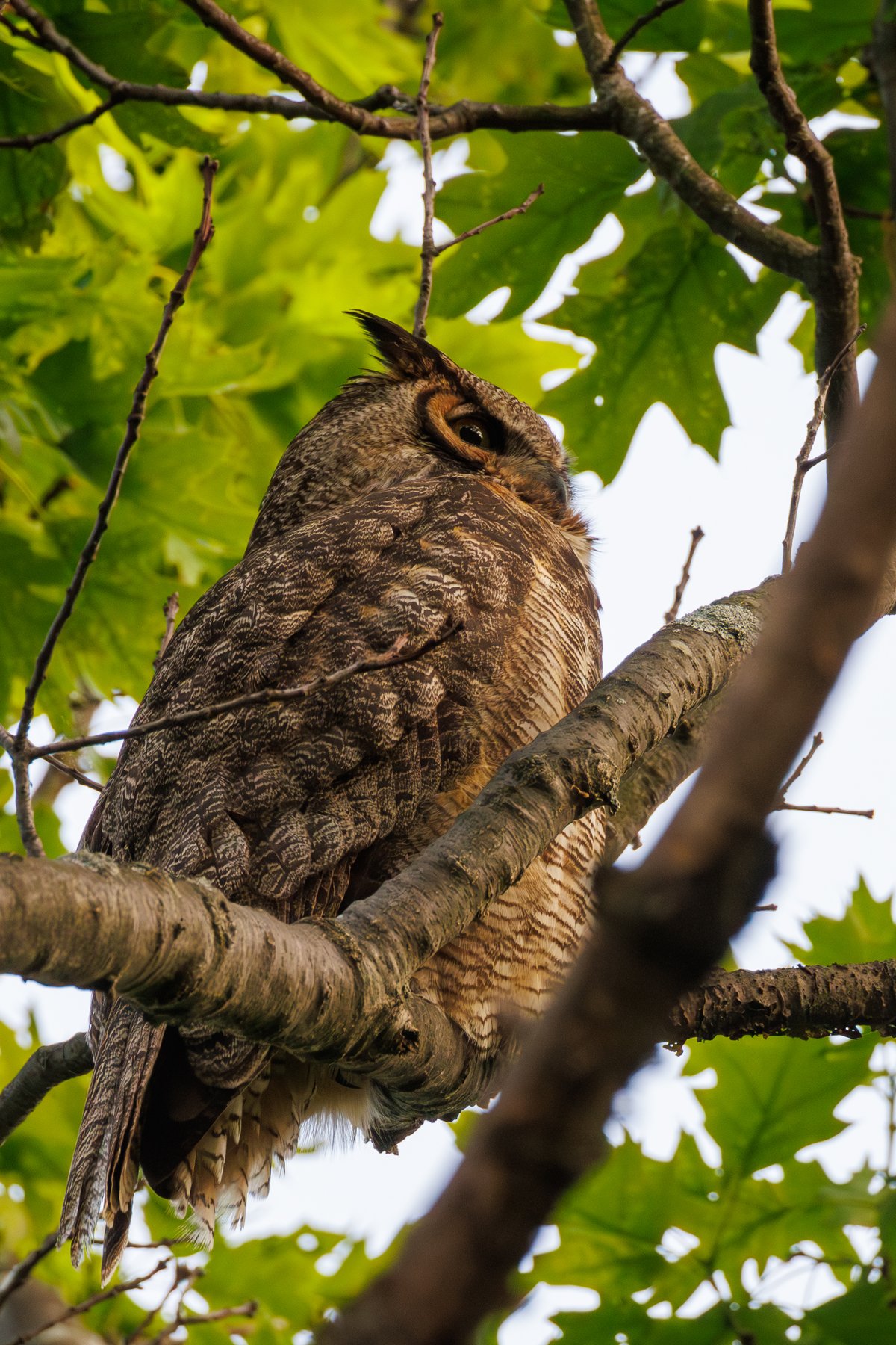 Great Horned Owl