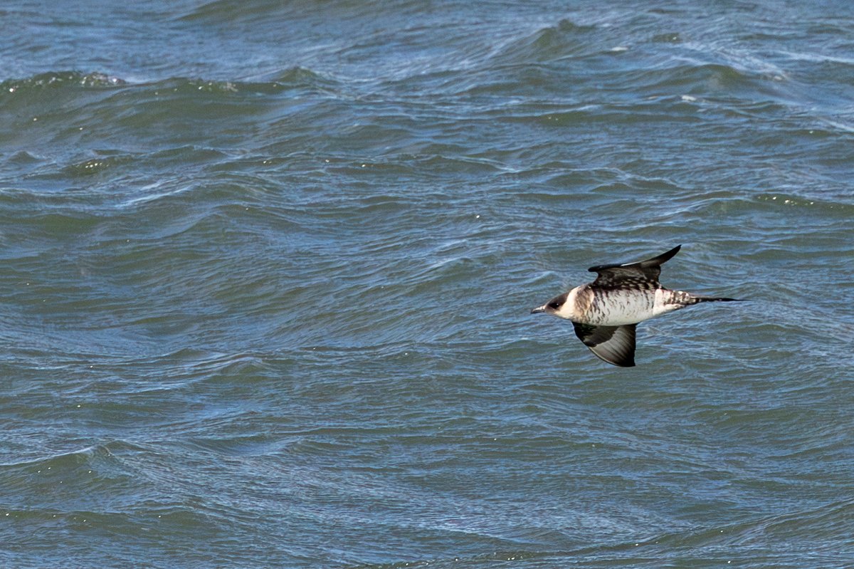 Pomarine Jaeger