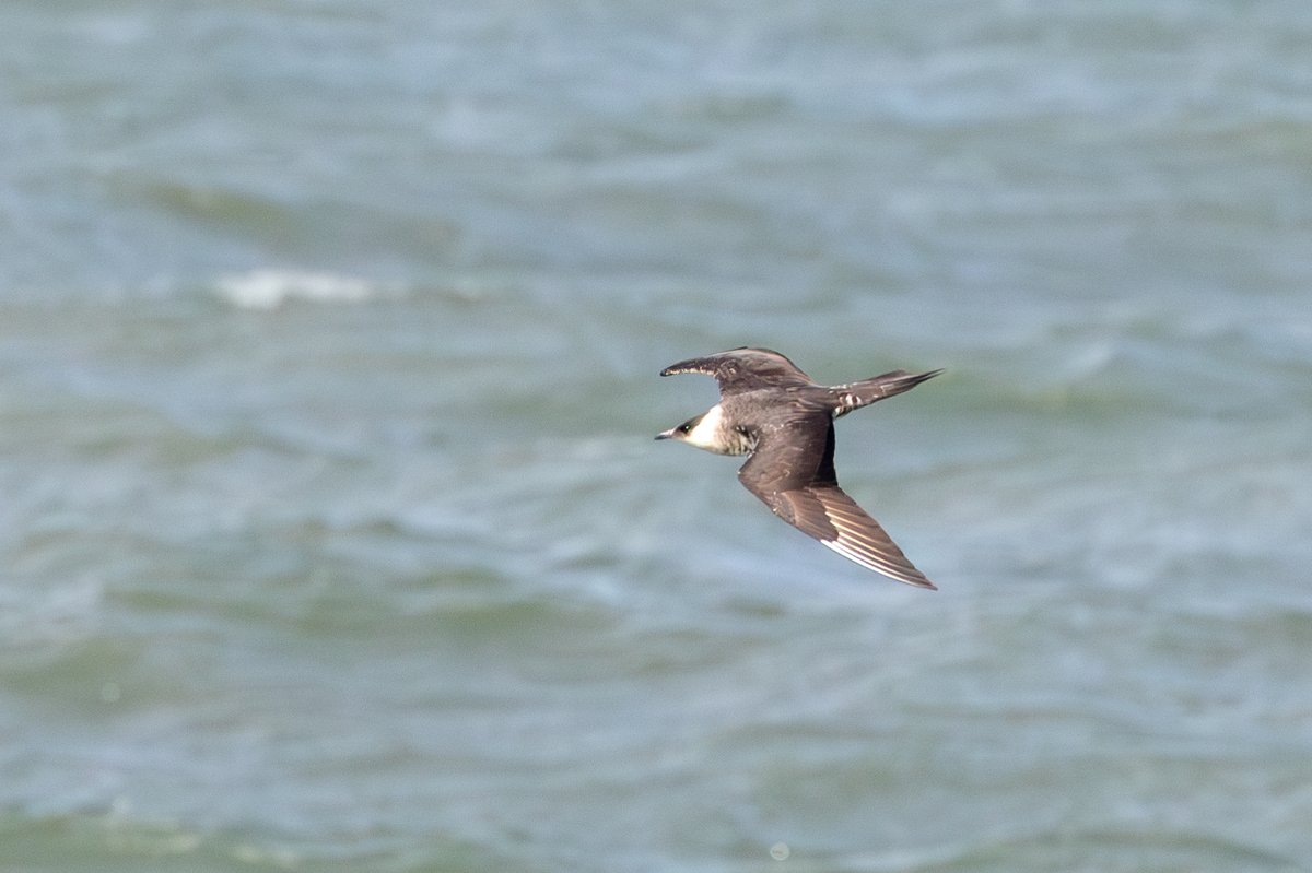 Parasitic Jaeger