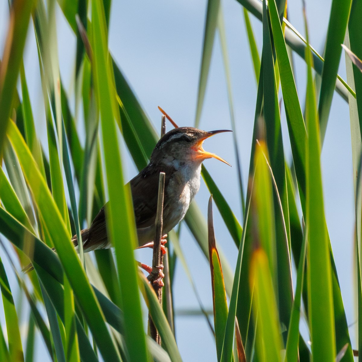 Marsh Wren