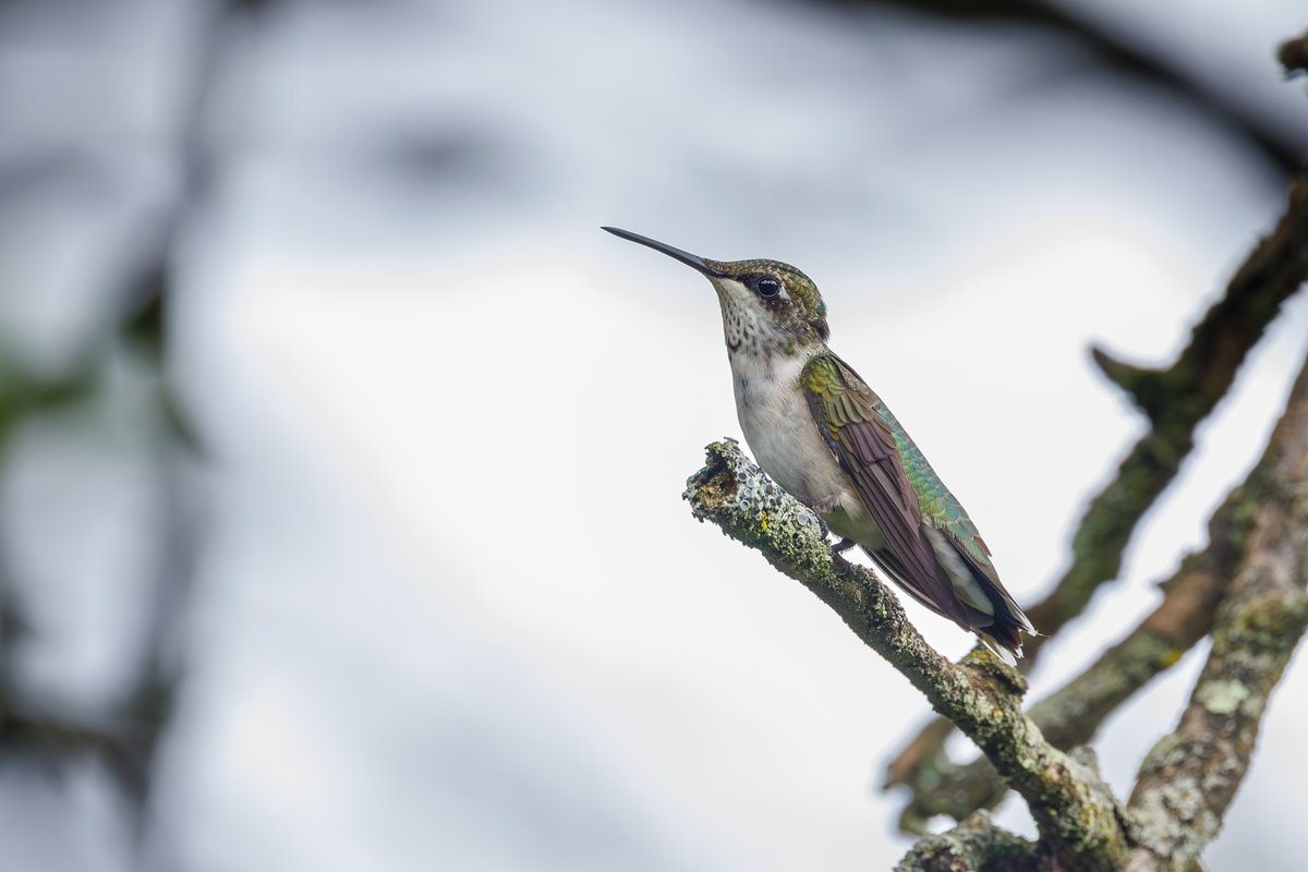 Ruby-throated Hummingbird
