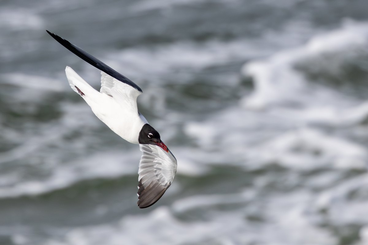 Laughing Gull
